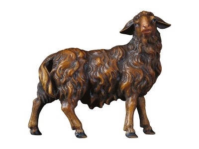 Hi. Schaf rechtsschauend dunkel color